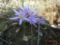 Colchicum cupanii